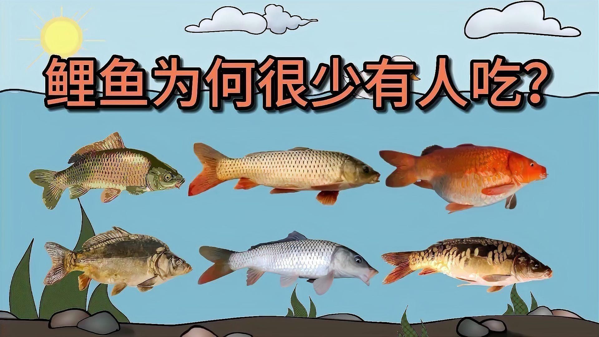 鯉魚為什么很少人吃