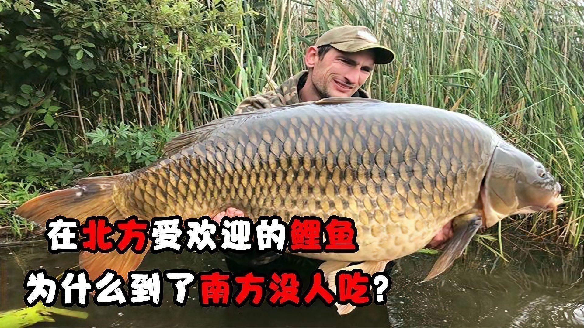 鯉魚為什么很少人吃