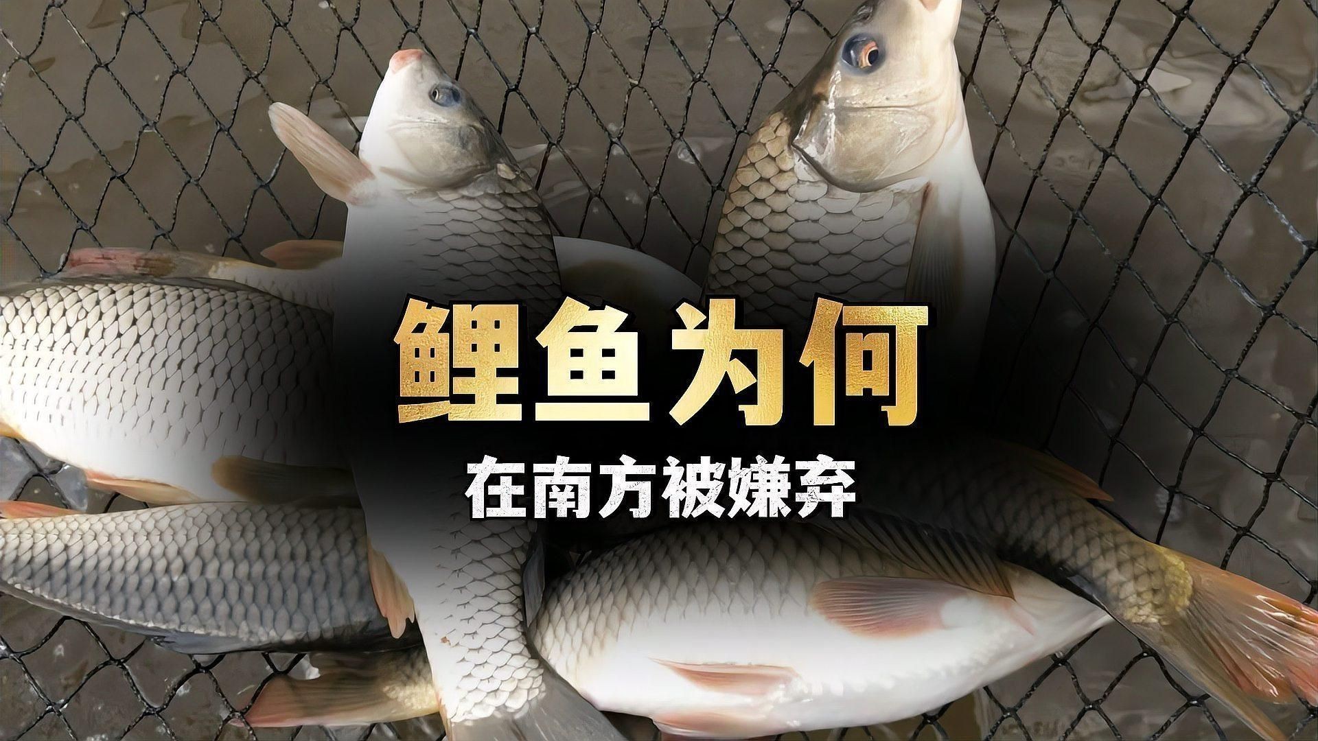 鯉魚為什么很少人吃