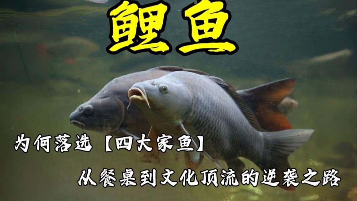 鯉魚為什么很少人吃