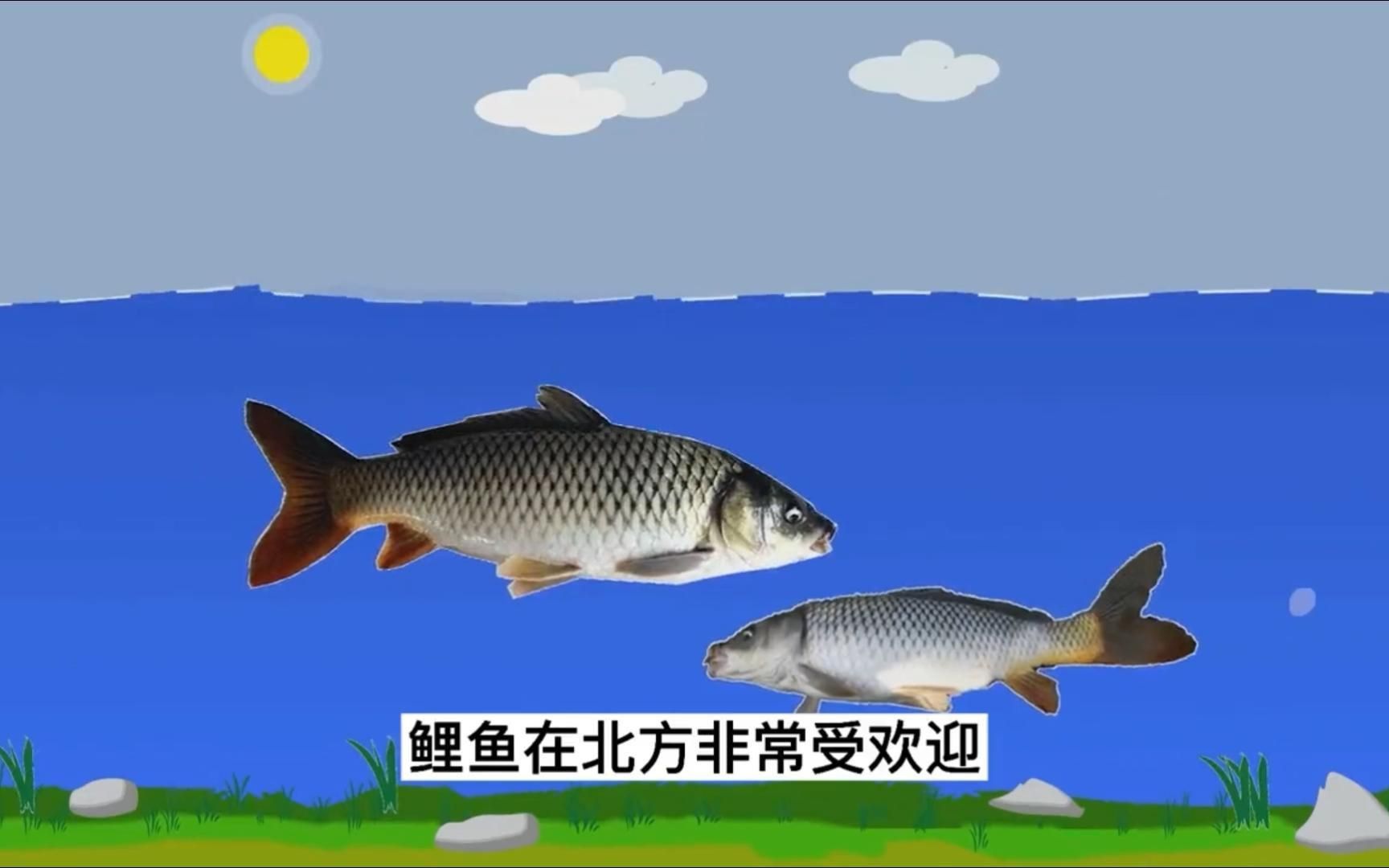 鯉魚為什么很少人吃