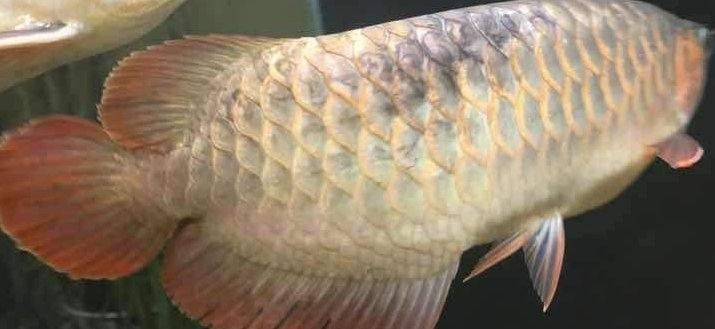 龍魚五號(hào)藥對(duì)其它的有影響嗎