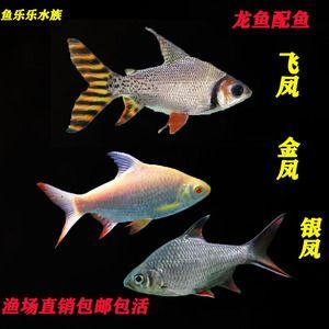 龍魚搭配泰國鯽魚：泰國鯽魚與龍魚混合飼養時需要考慮幾個因素，需要考慮幾個因素