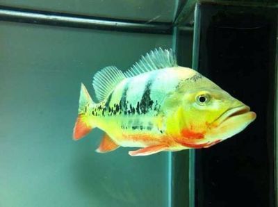 金龍魚和皇冠三間混養怎樣養:金龍魚和皇冠三間魚可以混養但需要注意以下幾點 龍魚百科 第1張 金龍魚和皇冠三間混養怎樣養:金龍魚和皇冠三間魚可以混養但需要注意以下幾點 金龍魚和皇冠三間混養怎樣養:金龍魚和皇冠三間魚可以混養但需要注意以下幾點 龍魚百科 第1張