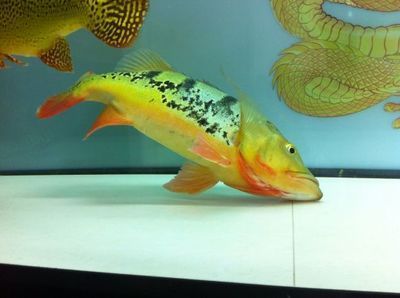 金龍魚和皇冠三間混養怎樣養：金龍魚和皇冠三間魚可以混養但需要注意以下幾點 金龍魚和皇冠三間混養怎樣養：金龍魚和皇冠三間魚可以混養但需要注意以下幾點 龍魚百科 第3張