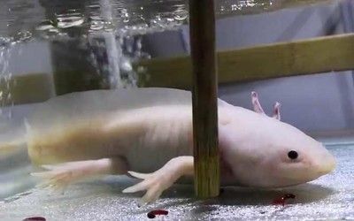 六角恐龍魚跳水咋回事：六角恐龍魚跳水后的處理方法