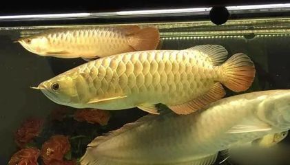龍魚吃什么長得壯實：龍魚可以一天喂食1～2次，食物不要過于單一，龍魚喂食時間安排
