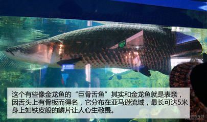 巨骨舌魚金龍魚誰厲害：南美大陸最大的淡水魚之一巨骨舌魚和金龍魚誰更厲害