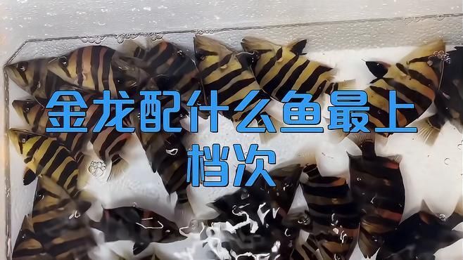 金龍魚混養注意事項