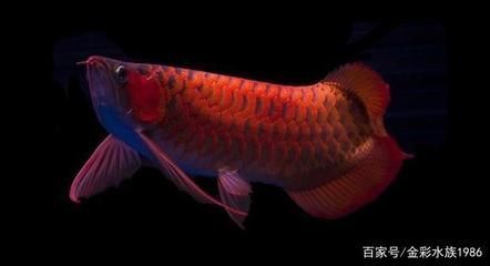 廣州紅龍魚場比較出名的：廣州紅龍魚場信息