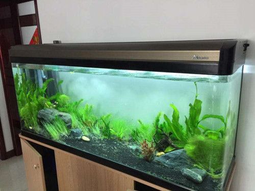 魚缸推薦尺寸多少（家庭魚缸尺寸與魚種匹配指南）