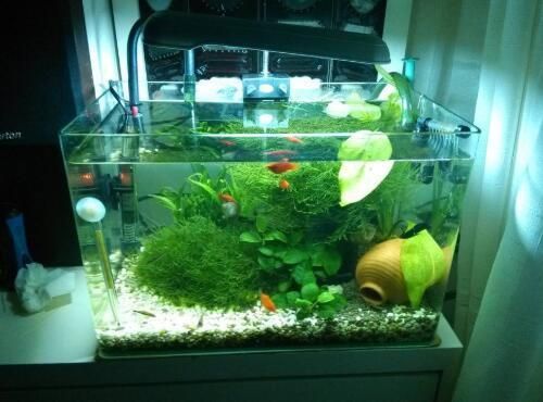 魚缸推薦尺寸多少（家庭魚缸尺寸與魚種匹配指南）