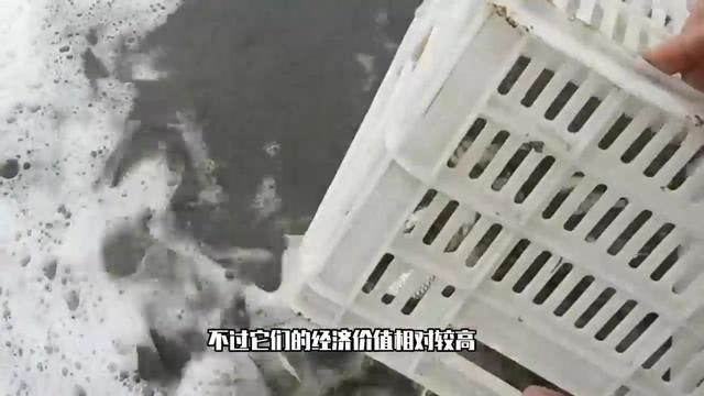 羅非魚在廣東叫什么