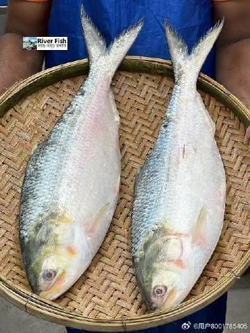 孟加拉灣十大名魚有哪些