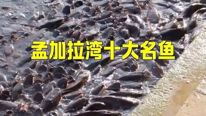 孟加拉灣十大名魚有哪些