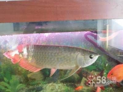 龍魚停止進口的原因是什么：中國海關總署宣布全面暫停進口原產地為日本水產品出口