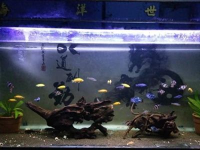 魚缸多少天加一次鹽（海水魚缸加鹽的最佳時機海水魚缸鹽度控制技巧）