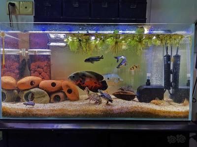 魚缸多少天加一次鹽（海水魚缸加鹽的最佳時機海水魚缸鹽度控制技巧）