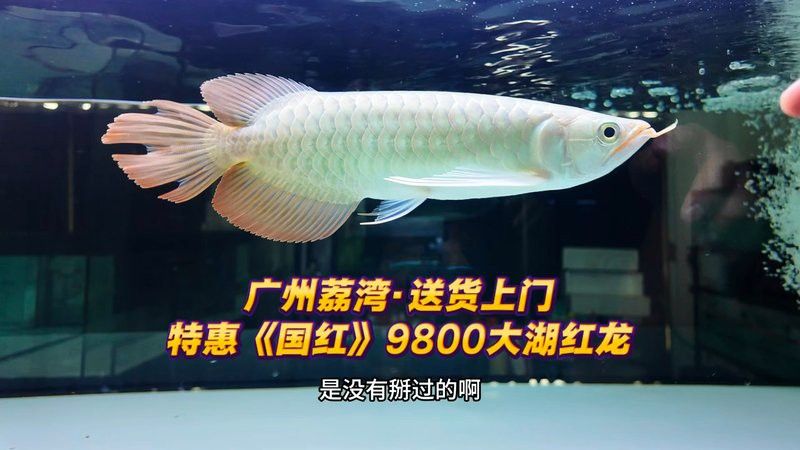 大湖紅龍魚對比印尼紅龍魚哪個好養(yǎng)活