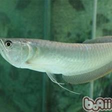 最小型的龍魚