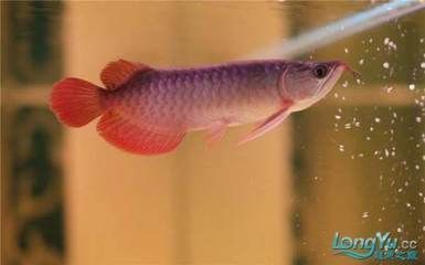 紅龍魚燈光使用方法圖解（紅龍魚燈光的使用方法）