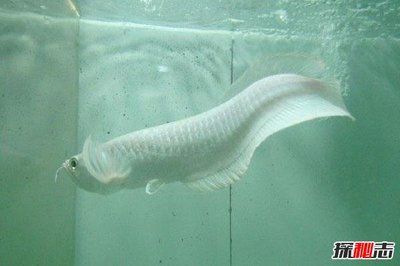 龍魚在哪個國家：龍魚養殖技術要點，龍魚市場價格趨勢