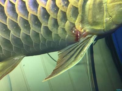 龍魚鱗片脫落及發白的可能原因及處理方法（龍魚鱗片脫落且根部發白可能是由多種因素引起的）