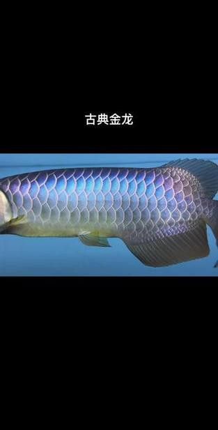 金龍魚圖片霸氣頭像