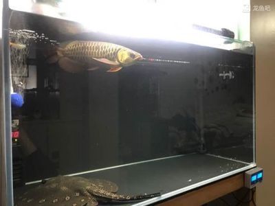 龍魚吧 百度貼吧官網首頁：關于龍魚飼養的各種知識