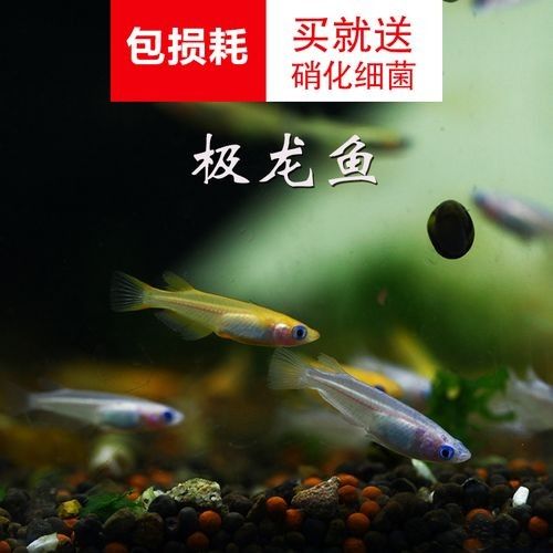 龍魚有小型的嗎圖片大全 龍魚有小型的嗎圖片大全 龍魚百科 第3張