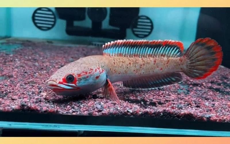 龍魚有小型的嗎圖片大全 龍魚有小型的嗎圖片大全 龍魚百科 第17張