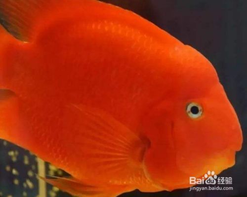紅龍魚繁殖期光照調節方法：紅龍魚繁殖期水質管理技巧紅龍魚繁殖期水質管理技巧