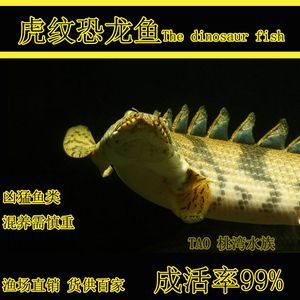 紅龍魚尾鰭虎斑：紅龍魚尾鰭虎斑具有較高的觀賞價值