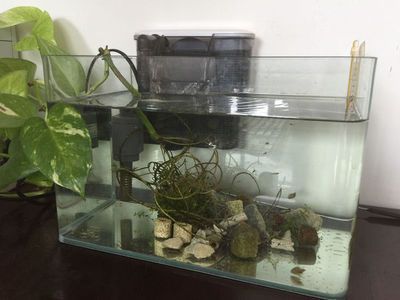 魚缸什么型的好（魚缸風水布局指南水草缸養殖技巧分享）