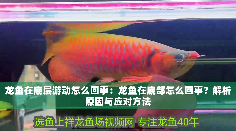 龍魚在底層游動(dòng)怎么回事：龍魚在底部怎么回事？解析原因與應(yīng)對(duì)方法