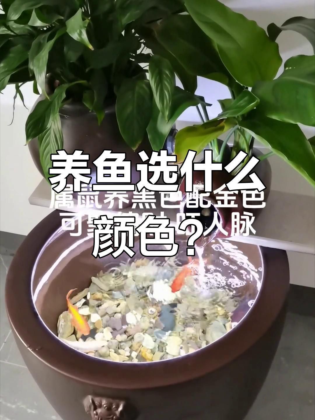 屬龍人養魚的最佳顏色是什么? 龍魚百科 第3張 屬龍人養魚的最佳顏色是什么? 屬龍人養魚的最佳顏色是什么? 龍魚百科 第3張