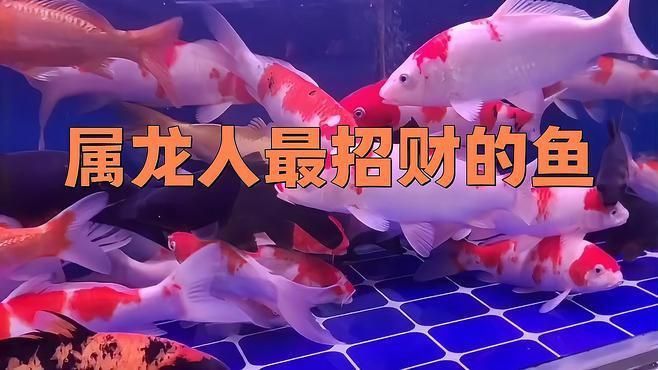 屬龍人養魚的最佳顏色是什么? 龍魚百科 第6張 屬龍人養魚的最佳顏色是什么? 屬龍人養魚的最佳顏色是什么? 龍魚百科 第6張