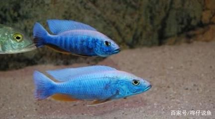 阿里龍魚專賣店：阿里龍魚專賣店是什么？