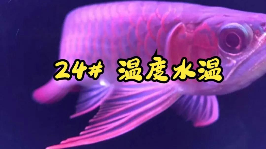 如何調整龍魚缸的水溫？