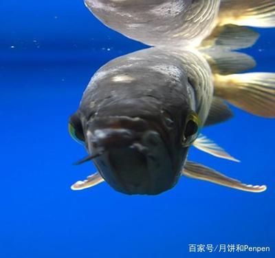 被龍魚咬傷手指有潛伏期嗎會傳染嗎：關于被龍魚咬傷手指是否會有潛伏期，龍魚咬傷手指會傳染嗎