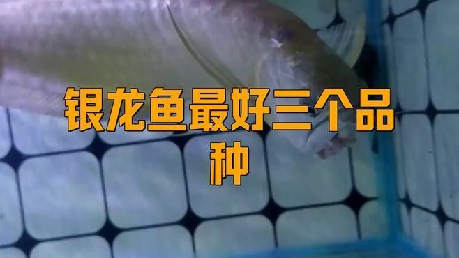 銀龍魚(yú)品種圖片