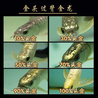 金頭過背金龍魚幼魚飼料選擇，金頭過背金龍魚幼魚飼料營養(yǎng)成分析金頭過背金龍魚幼魚飼料選擇