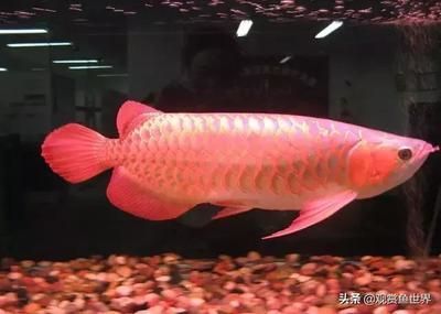 龍魚為什么側(cè)游會(huì)死：龍魚為什么會(huì)側(cè)游會(huì)死亡
