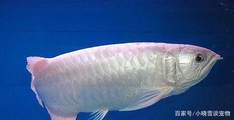 龍魚要求多少溫度養合適：龍魚適宜的水溫范圍是24-30攝氏度