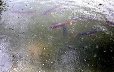 龍魚浮在水面不游怎么辦：如何檢測龍魚在水面不游動