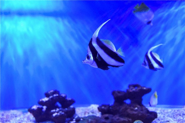 一條龍魚一條虎魚的講究是什么生肖：一條龍魚和一條虎魚一起養，寓意著隱藏的英雄或潛在力量 一條龍魚一條虎魚的講究是什么生肖：一條龍魚和一條虎魚一起養，寓意著隱藏的英雄或潛在力量 龍魚百科 第2張