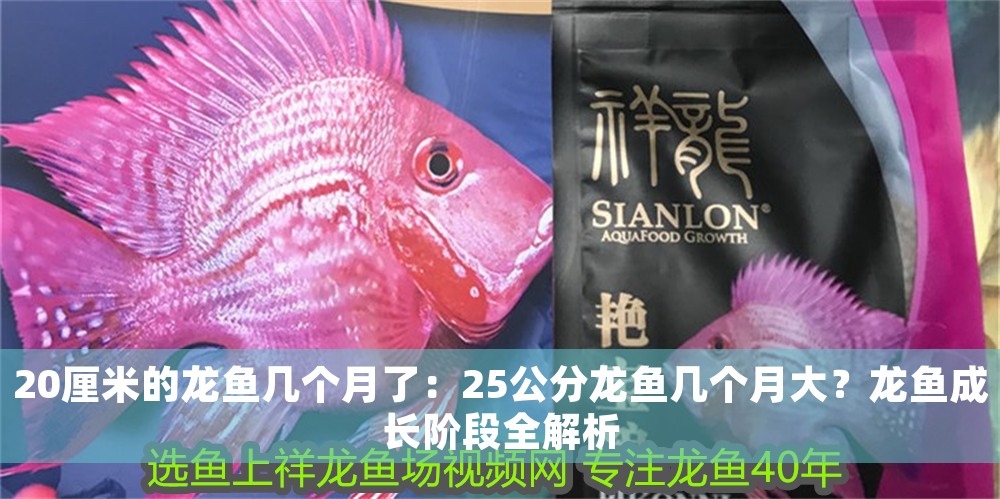 20厘米的龍魚幾個月了：25公分龍魚幾個月大？龍魚成長階段全解析
