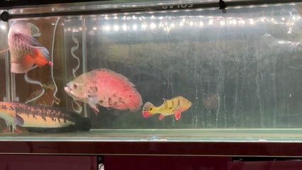 紅龍魚缸尺寸（紅龍魚的魚缸尺寸） 紅龍魚缸尺寸（紅龍魚的魚缸尺寸） 龍魚百科 第6張