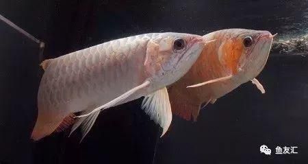 紅龍魚缸尺寸（紅龍魚的魚缸尺寸） 紅龍魚缸尺寸（紅龍魚的魚缸尺寸） 龍魚百科 第5張