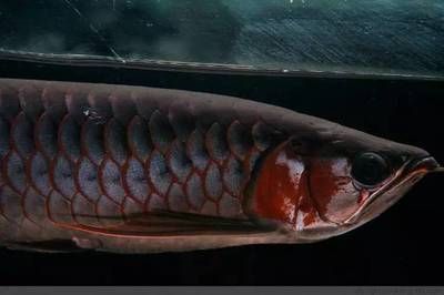 龍魚受驚嚇不吃食可能有多種原因龍魚受驚嚇不吃食會死嗎：龍魚受驚嚇不吃食了會死嗎